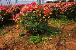 藤彩虹為什么不受歡迎